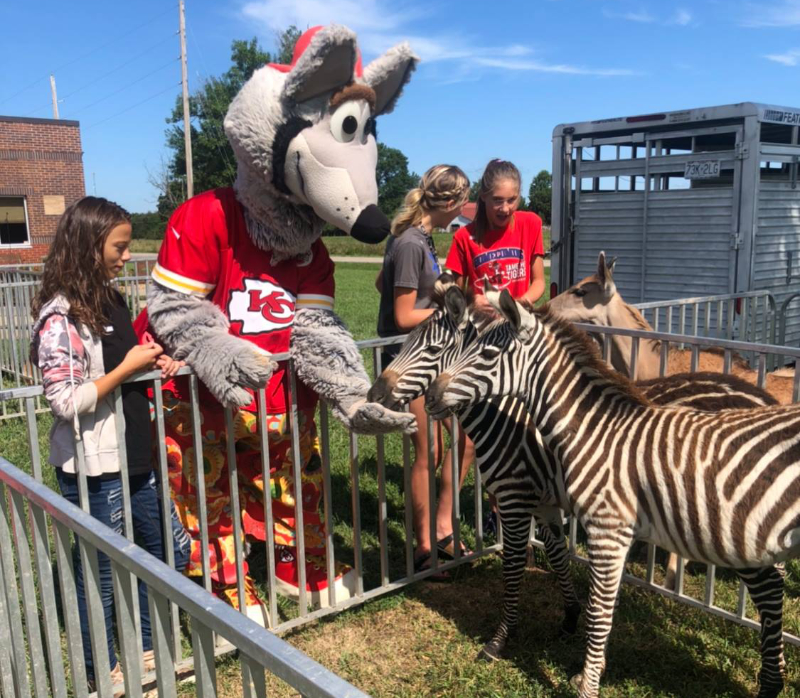 KC Wolf at Thorni Ridge Exotics Mobile Petting Zoo