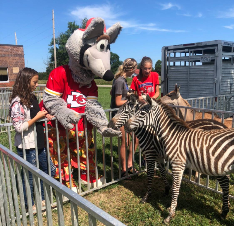 KC Wolf at Thorni Ridge Exotics Mobile Petting Zoo